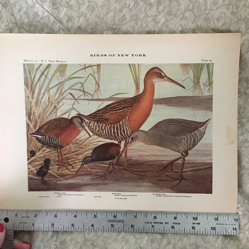 🖤5/$25 Antique Ornithological Bird Print Original
